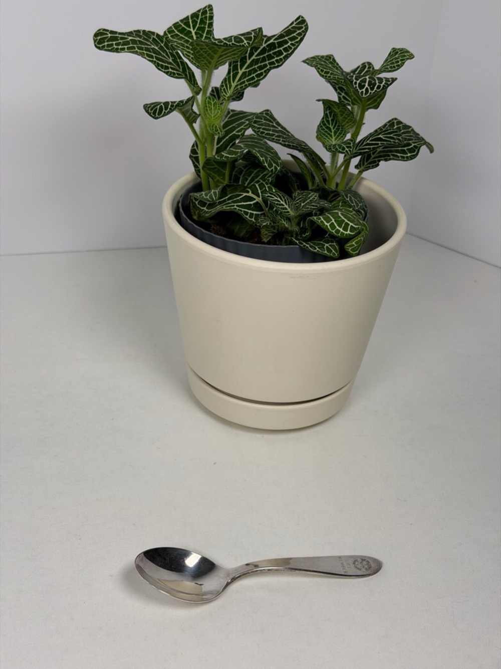 Vintage Hadassah Life Member Spoon Reed & Barton Silverplate Judaica Collectible